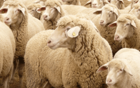 WoolProducers Australia receives $800k grant for wool export diversification