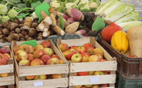 $9.5M invested for pest and disease management for safer produce trade